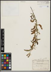 Foto von Salix acmophylla Boiss.